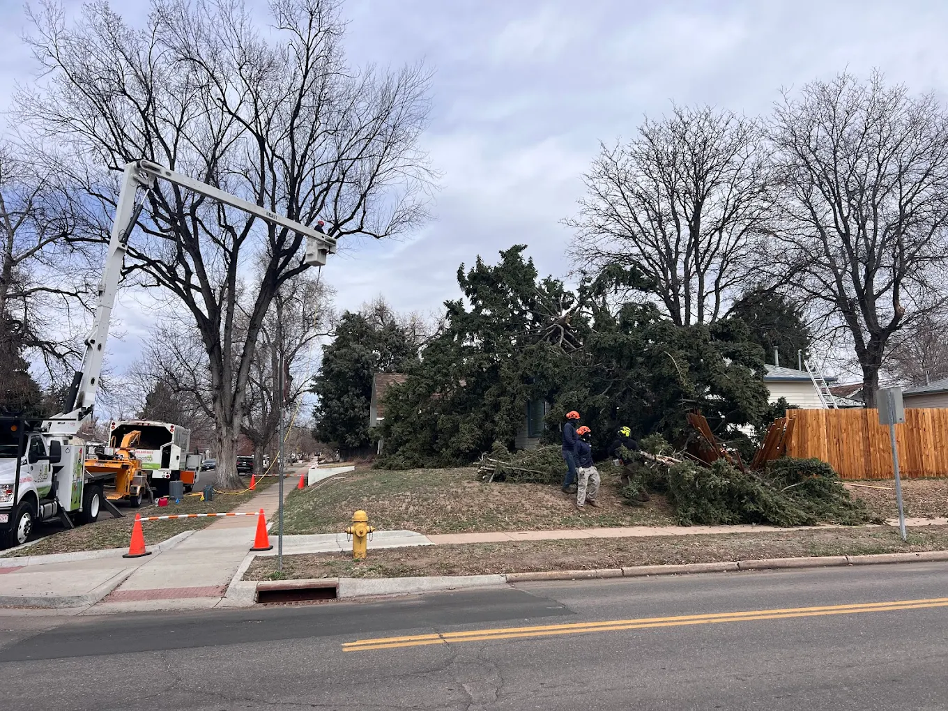 Monster Tree Service of North Metro Denver